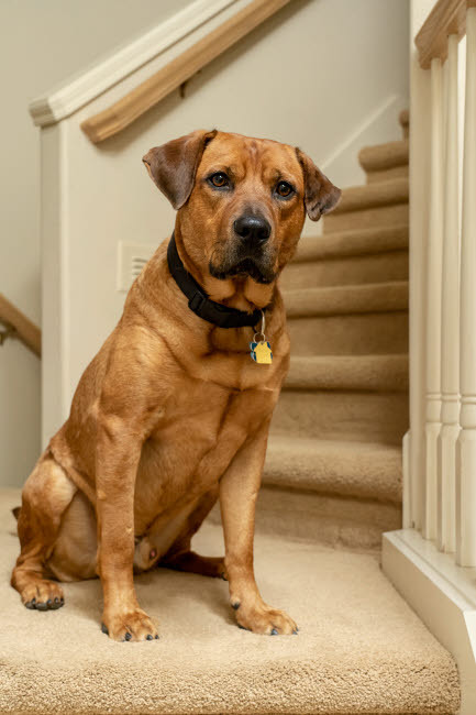 Red fox (or foxred) labrador sitting on the landing of a stairwell (PR) Poster Print by Janet Horton (18 x 24) # US48JHO1278