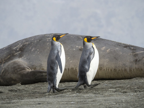 King Penguin on the island of South Georgia, rookery in St. Andrews Bay.  Poster Print by Martin Zwick - Item # VARPDDAN02MZW0450