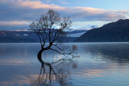 That Wanaka Tree reflected in Lake Wanaka, Otago, South Island, New Zealand Poster Print by David Wall - Item # VARPDDAU03DWA0345