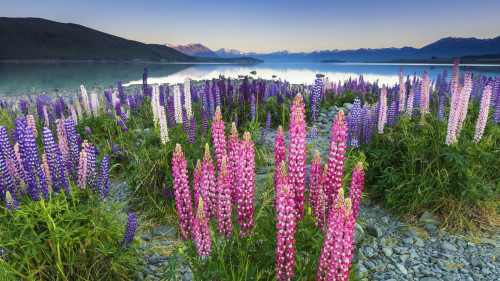 Dawn light on lupine at Lake Tekapo, Canterbury, South Island, New Zealand Poster Print by Russ Bishop - Item # VARPDDAU03RBS0054