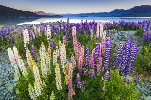 Dawn light on lupine at Lake Tekapo, Canterbury, South Island, New Zealand Poster Print by Russ Bishop - Item # VARPDDAU03RBS0057