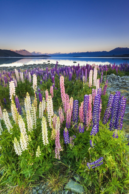 Dawn light on lupine at Lake Tekapo, Canterbury, South Island, New Zealand Poster Print by Russ Bishop - Item # VARPDDAU03RBS0059