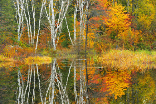 Canada, Ontario, Capreol. Trees reflected in Vermilion River in autumn. Poster Print by Jaynes Gallery - Item # VARPDDCN08BJY0165
