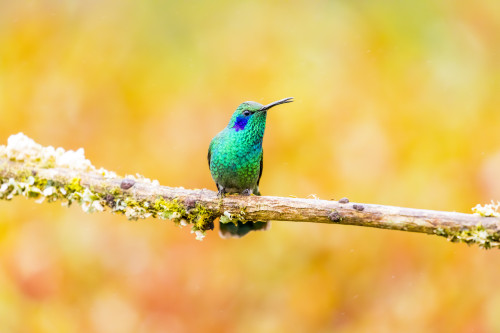 Central America, Costa Rica. Male lesser violetear hummingbird on limb. Poster Print by Jaynes Gallery - Item # VARPDDSA22BJY0119