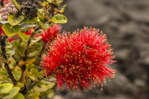 USA, Hawaii, Hawaii Volcanoes National Park. Ohia blossoms in the rain. Poster Print by Jaynes Gallery - Item # VARPDDUS12BJY0162