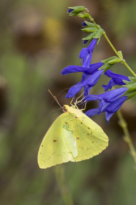 Cloudless Sulphur at Blue Ensign Salvia in Marion County, Illinois Poster Print by Richard & Susan Day - Item # VARPDDUS14RDY2379