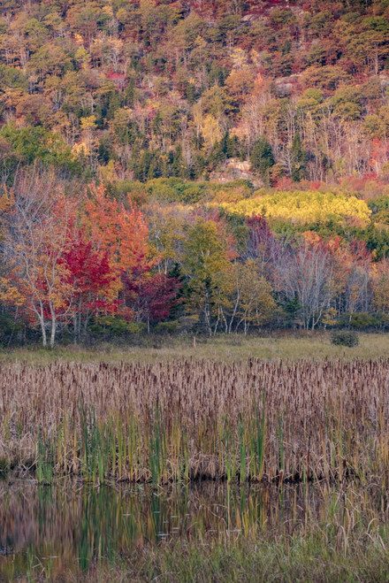 USA, Maine. Autumn foliage reflected in a pond, Acadia National Park. Poster Print by Judith Zimmerman - Item # VARPDDUS20JZI0104