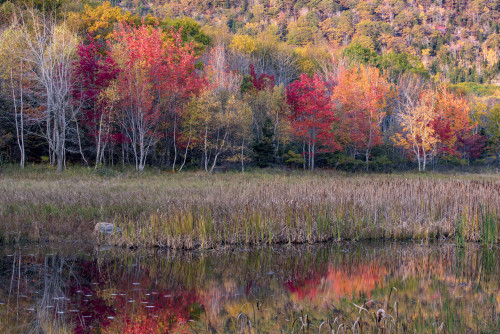 USA, Maine. Autumn foliage reflected in a pond, Acadia National Park. Poster Print by Judith Zimmerman - Item # VARPDDUS20JZI0105