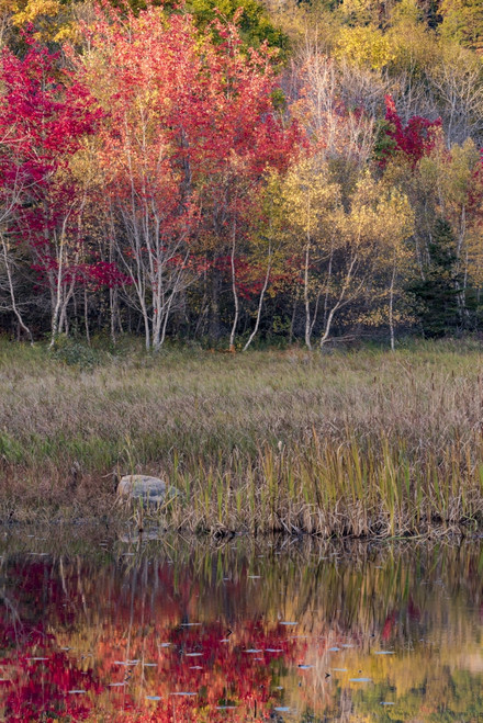USA, Maine. Autumn foliage reflected in a pond, Acadia National Park. Poster Print by Judith Zimmerman - Item # VARPDDUS20JZI0106