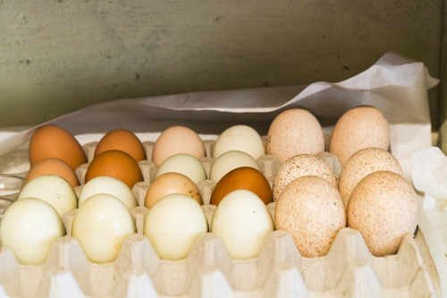 WA, Palouse, Whitman County. Pioneer Stock Farm, farm eggs in root cellar Poster Print by Alison Jones - Item # VARPDDUS48AJN0264