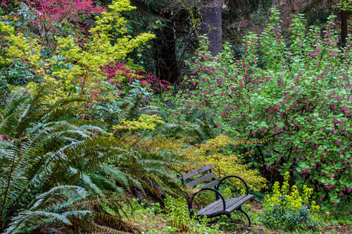 Bench with spring bloom at the Arboretum in Seattle, Washington State, USA Poster Print by Chuck Haney (24 x 18) # US48CHA0367