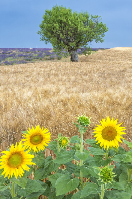 France, Provence, Valensole Plateau. Sunflowers, wheat, and olive tree.  Poster Print by Jaynes Gallery - Item # VARPDDEU09BJY0033