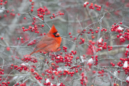 Northern Cardinal male in Winterberry bush, Marion County, Illinois Poster Print by Richard & Susan Day - Item # VARPDDUS14RDY2373