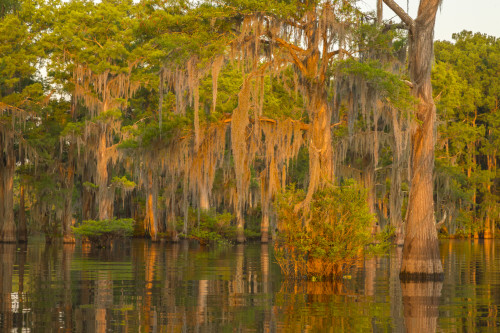 USA, Louisiana, Atchafalaya National Wildlife Refuge. Sunrise on swamp.  Poster Print by Jaynes Gallery - Item # VARPDDUS19BJY0094