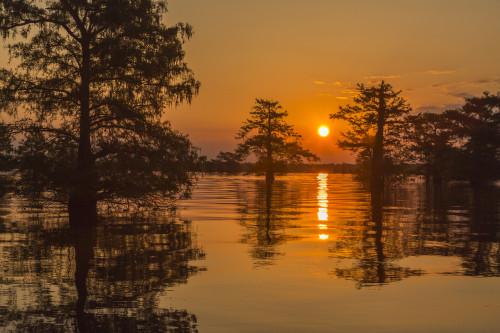 USA, Louisiana, Atchafalaya National Wildlife Refuge. Sunrise on swamp.  Poster Print by Jaynes Gallery - Item # VARPDDUS19BJY0221