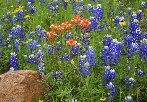 Texas Hill Country wildflowers, Texas. Bluebonnets and Indian Paintbrushes Poster Print by Gayle Harper - Item # VARPDDUS44GHA0032