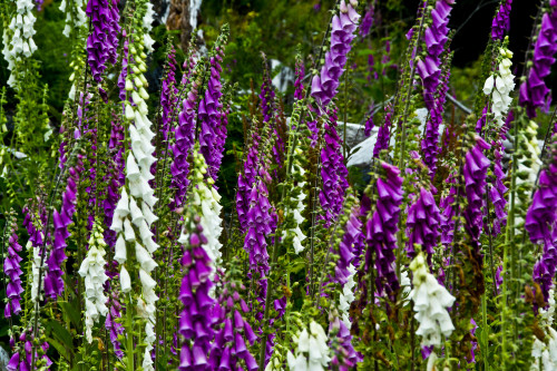Foxglove, southern side, Mount St. Helens National Volcanic Monument, WA. Poster Print by Michel Hersen - Item # VARPDDUS48MHE0424