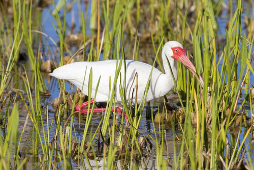 White Ibis (Eudocimus albus) Viera Wetlands, Brevard County, Florida Poster Print by Richard & Susan Day - Item # VARPDDUS10RDY0019