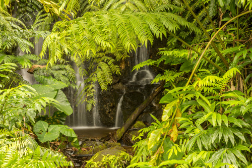 USA, Hawaii, Akaka Falls State Park. Akaka Falls and tropical vegetation. Poster Print by Jaynes Gallery - Item # VARPDDUS12BJY0165