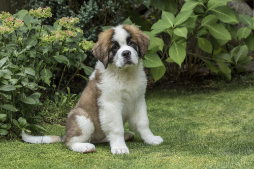 Renton, WA. Portrait of a three month old Saint Bernard puppy in his yard.  Poster Print by Janet Horton - Item # VARPDDUS48JHO0858
