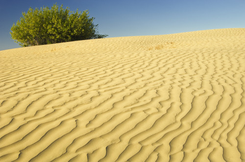 Canada, Saskatchewan, Great Sand Hills. Sand dune ripples and willow tree. Poster Print by Jaynes Gallery - Item # VARPDDCN11BJY0041