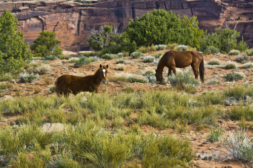 Indian ponies, free range, Canyon de Chelly, National Monument, Chinle, USA Poster Print by Michel Hersen - Item # VARPDDUS03MHE0396