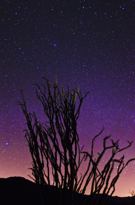 Ocotillo under the Milky Way, Anza-Borrego Desert State Park, California, USA Poster Print by Russ Bishop - Item # VARPDDUS05RBS1005