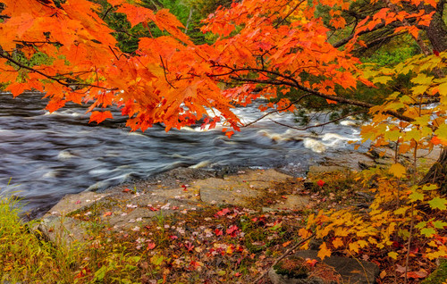 Sturgeon River in autumn near Alberta in the Upper Peninsula of Michigan, USA Poster Print by Chuck Haney (24 x 18) # US23CHA0348