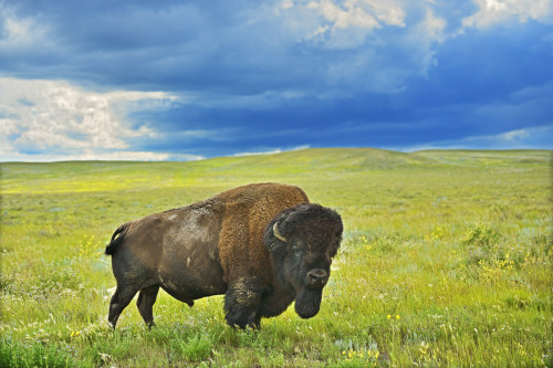 Canada, Saskatchewan, Grasslands National Park. Plains bison in grasslands. Poster Print by Jaynes Gallery - Item # VARPDDCN11BJY0116