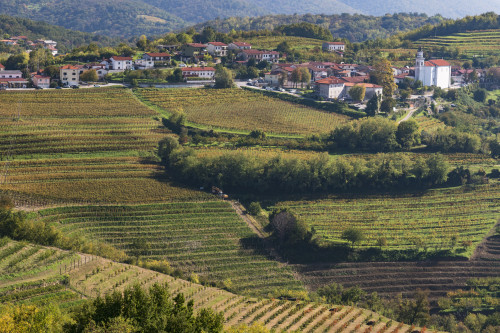 Slovenia, Goriska Brda region. A rich viticulture region with fields of vines Poster Print by Brenda Tharp - Item # VARPDDEU38BTH0023