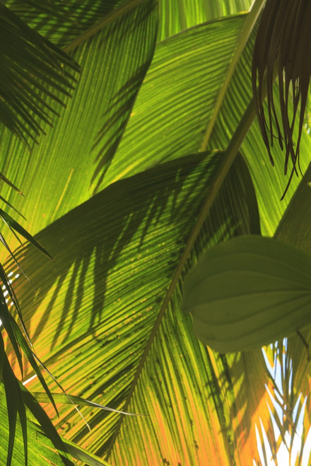 Hawaiian Tropical Botanical Gardens, near Hilo, Big Island, Hawaii, USA Poster Print by Stuart Westmorland - Item # VARPDDUS12SWR0442