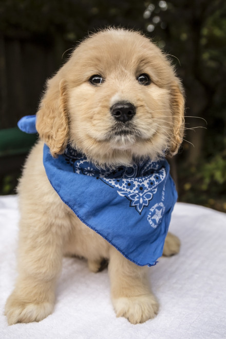 Issaquah, WA. Cute seven week Goldendoodle puppy wearing a blue neckerchief.  Poster Print by Janet Horton - Item # VARPDDUS48JHO0263