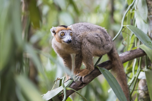 Madagascar, Akanin'ny Nofy Reserve. Male crowned lemur clinging to a tree trunk. Poster Print by Ellen Goff - Item # VARPDDAF24EGO0139