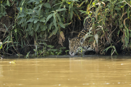 Pantanal, Mato Grosso, Brazil. Female jaguar climbing down to the Cuiaba River Poster Print by Janet Horton - Item # VARPDDSA04JHO0187