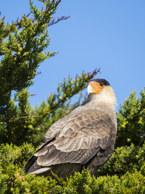 Southern crested caracara (Caracara plancus), Carcass Island, Falkland Islands Poster Print by Martin Zwick - Item # VARPDDSA09MZW1034