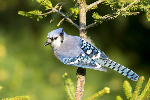 Blue Jay (Cyanocitta cristata) in spruce tree. Marion County, Illinois. Poster Print by Richard & Susan Day