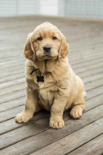 Issaquah, WA. Eight week old Golden Retriever puppy sitting on a wooden deck.  Poster Print by Janet Horton - Item # VARPDDUS48JHO0354