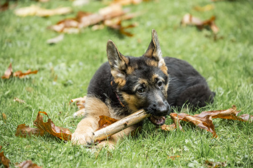 Issaquah, WA. Three month old German Shepherd chewing on a stick in her yard.  Poster Print by Janet Horton - Item # VARPDDUS48JHO0952