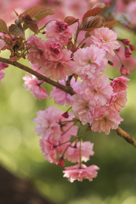 Washington Park Arboretum, spring blooms, Seattle, Washington State, USA Poster Print by Stuart Westmorland - Item # VARPDDUS48SWR0728