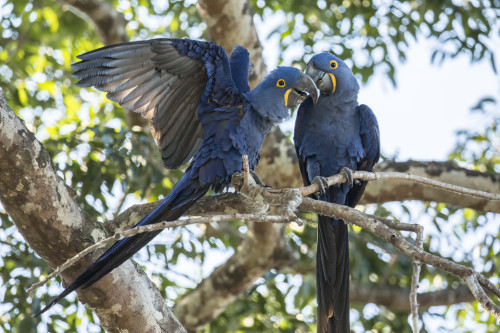 Pantanal, Mato Grosso, Brazil. Mated pair of Hyacinth Macaws showing affection  Poster Print by Janet Horton - Item # VARPDDSA04JHO0082