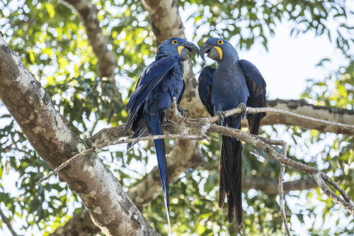 Pantanal, Mato Grosso, Brazil. Mated pair of hyacinth macaws showing affection  Poster Print by Janet Horton - Item # VARPDDSA04JHO0181