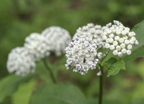 Redring milkweed, white-flowered milkweed, Mammoth Cave National Park, Kentucky Poster Print by Maresa Pryor - Item # VARPDDUS18MPR0029