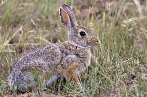 Eastern cottontail rabbit in Theodore Roosevelt National Park, North Dakota, USA Poster Print by Chuck Haney - Item # VARPDDUS35CHA0424