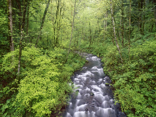 Bridal Veil Creek, Columbia River Gorge, Mt. Hood National Forest, Oregon Poster Print by Stuart Westmorland - Item # VARPDDUS38SWR0167