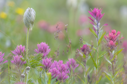 Canada, British Columbia, East Kootenay Mountains. Indian paintbrush flowers.  Poster Print by Jaynes Gallery - Item # VARPDDCN02BJY0569