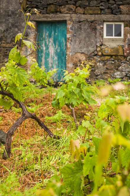 Portugal, Azores, Santa Maria Island, Maia. Houses and volcanic rock vineyards Poster Print by Walter Bibikow - Item # VARPDDEU23WBI1931 Portugal, Azores, Santa Maria Island, Maia. Houses and volcanic rock vineyards Poster Print by Walter Bibikow - Item # VARPDDEU23WBI1931