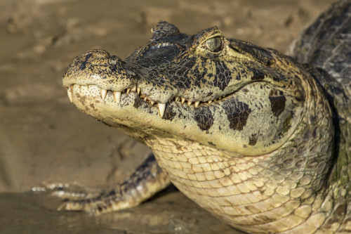 Pantanal, Mato Grosso, Brazil. Yacare Caiman sunning itself in the Cuiaba River. Poster Print by Janet Horton - Item # VARPDDSA04JHO0060