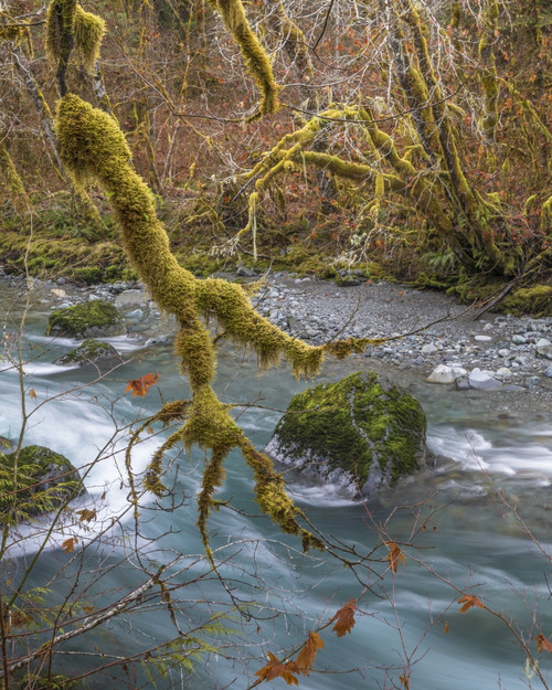 USA, Washington State, Olympic National Forest. River and moss-covered trees.  Poster Print by Jaynes Gallery - Item # VARPDDUS48BJY0937