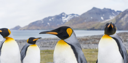 King Penguin rookery in St. Andrews Bay. Courtship behavior. South Georgia Island Poster Print by Martin Zwick - Item # VARPDDAN02MZW0229