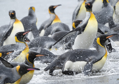 King Penguin rookery on Salisbury Plain in the Bay of Isles. South Georgia Island Poster Print by Martin Zwick - Item # VARPDDAN02MZW0302